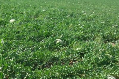 西瓜底肥怎么施,一般都会使用有机肥