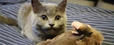 猫咪感冒了的症状,主要以频繁打喷嚏、流水样鼻涕等为主