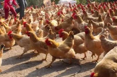 禽类呼吸疾病能否从外表看出来，患病鸡会出现咳嗽、打鼾等症状