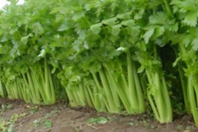 种芹菜用什么土好，肥沃并且深厚的土壤为佳