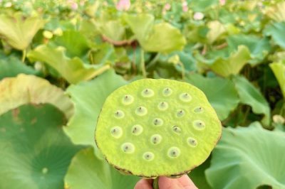 莲蓬的寓意,寓意多子多孙