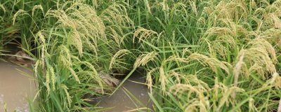 中国海水稻的种植面积，2024年年底已突破100万亩