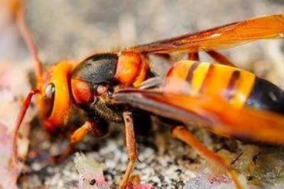 虎头蜂蜇人后自己会不会死,蜇人后自己是不会死