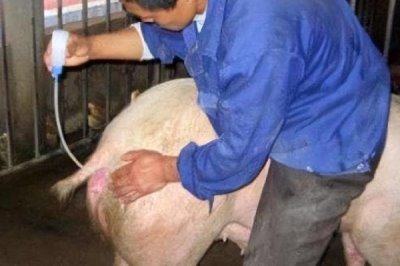 母猪产后不吃食怎么办，根据实际情况采取对应措施