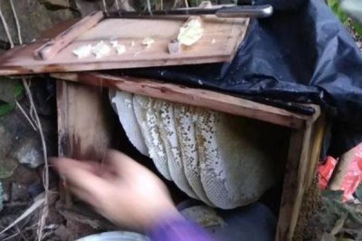 正宗蜂蜜的价格，一斤土蜂蜜需要100-300元左右