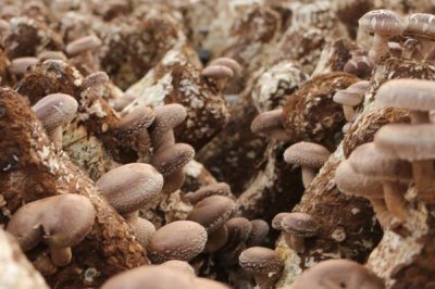 香菇的品种,常见以下9种