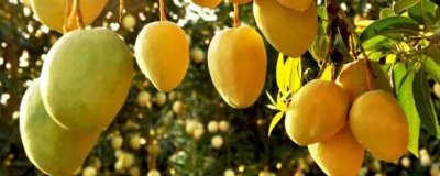 如何辨别芒果是否成熟,可以看果肉、果皮、果蒂来辨别