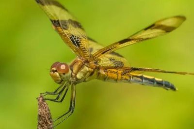 蜻蜓的寿命,蜻蜓成虫的寿命仅八个月左右