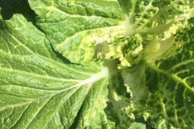 大白菜有哪些病害,常见的有霜霉病、软腐病、黑斑病等