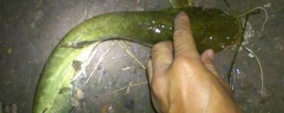 钓鲶鱼的技巧,以夜钓为佳