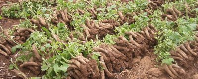 菜用葛根的种植前景,目前来看前景较广阔