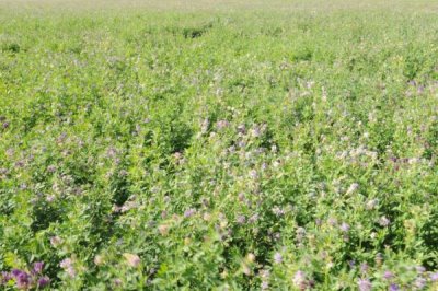 苜蓿种植管理技术,种植过程中要注意做好追肥工作