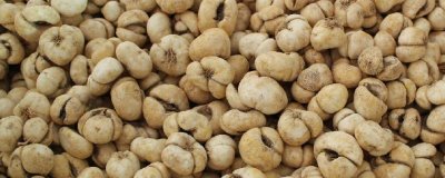 浙贝母是什么植物,是多年生草本植物