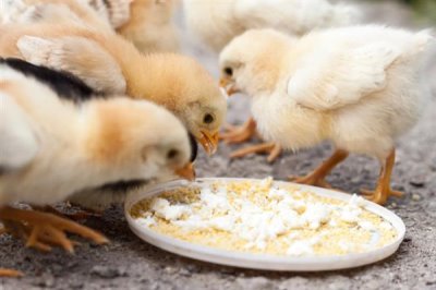 用醋喂鸡的间隔,每隔10天左右喂一次