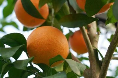 柑橘蜜的价格,零售价大约在30-50元一斤左右