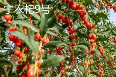 枸杞在哪里有产,我国宁夏是全国范围内最大的产地