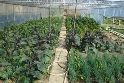 蔬菜的种植成本和利润,一亩蔬菜大棚所需成本为7000元左右