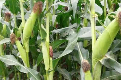 翔糯2000(区试名称:翔糯18)玉米种子特征特性,栽培密度3500株/亩为宜