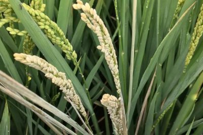 松粮15水稻种子介绍,4月中旬播种