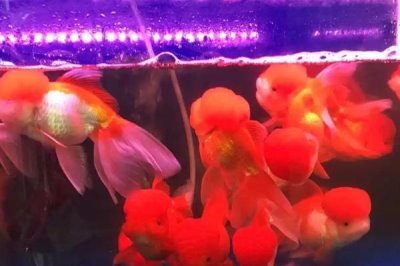 狮子头金鱼需要加热吗,冬季一般需要使用加热棒