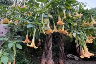 见血封喉的毒性有多强,是世界上最毒的树