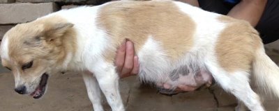 狗狗怀孕吃什么有营养，怀孕初期不用喂养的太好
