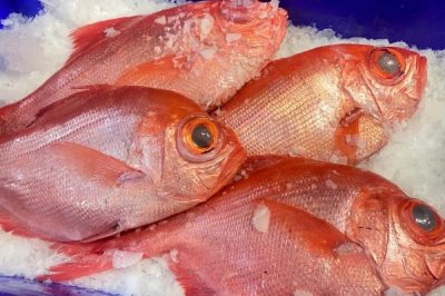 什么是鲷鱼,属于鲈形目、丽鱼科鱼类