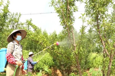 果树卷叶的原因，主要是缺少营养导致