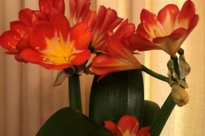 君子兰开双枝花的寓意，寓意幸福美满、富贵吉祥等