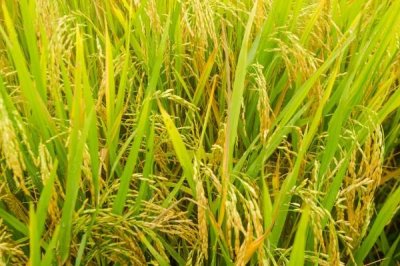 名丰优5279水稻种子特征特性,全生育期119.5天