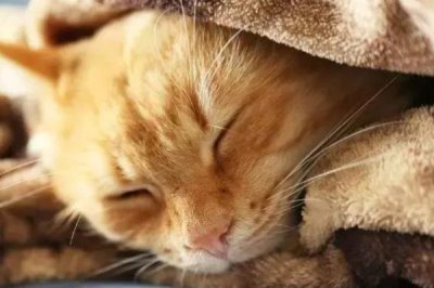 猫间歇性发烧的原因,可能是细菌、病毒或真菌感染、身体创伤等