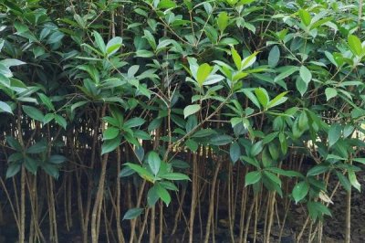 佛顶珠桂花苗的价格,批发价约2-3元/棵