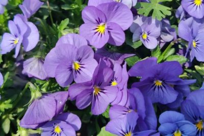 白色花卉品种，包括水仙花、栀子花、茉莉花等种类