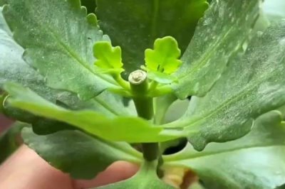 新苗长寿花的修剪方法，株高达到4-6厘米时摘除顶部的幼芽