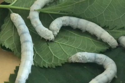 怎么养蚕,先将蚕具和蚕室进行彻底消毒