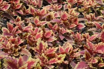 彩叶草叶子发黄怎么办,浇水要充足