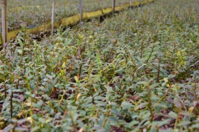 石斛的繁殖方法,这5种方式任选