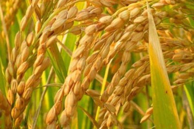 临秀67水稻种子特点，适宜密度每亩20000穴左右