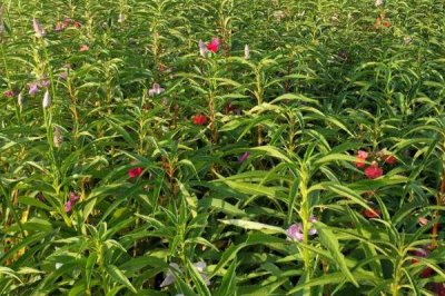 急性子的种植方法,可在春季和夏季播种