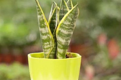 虎皮兰怎么养殖,冬季每隔10天浇一次水