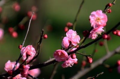 梅兰竹菊的寓意,梅花寓意百折不挠