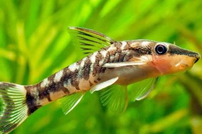 小精灵鱼吃什么,主要以藻类为食