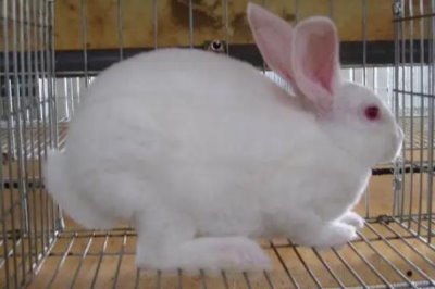 獭兔配种技术,直接影响着獭兔的产量