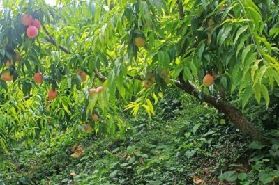 桃树秋施基肥的方法,可在行间开沟施肥