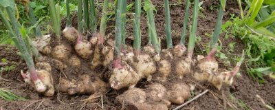 如何防治生姜姜瘟病,播种前要对姜种做消毒处理