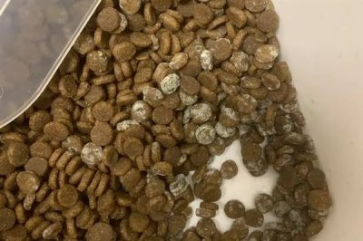 猫咪慢性肝炎是什么,是肝脏长期发炎的形成的一种病症