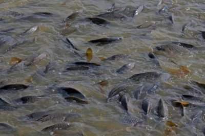 养殖草鱼的要求，水质的酸碱值要保持在7.5-8.5