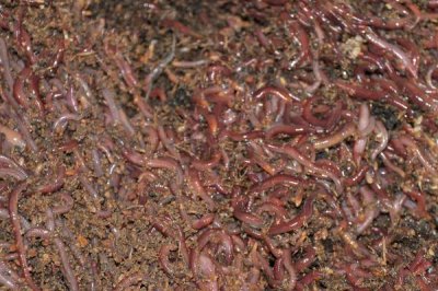 蚯蚓的养殖方法,适宜的养殖温度在15-20℃左右