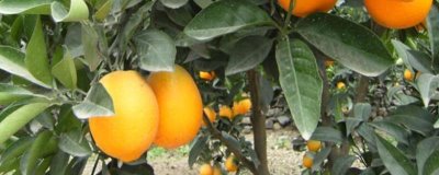 橙子树盆栽从没结过果是什么原因，可能是土壤条件不当或修剪不合理等