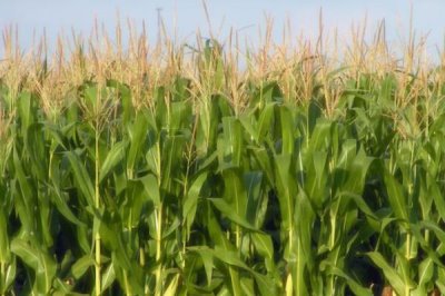 农华803D玉米种简介，播种期宜在4月下旬至5月上旬